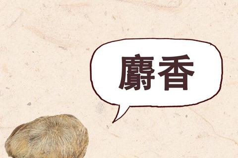 麝香功效与作用详解-传统中药应用及现代药理研究