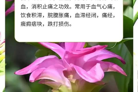 醋莪术功效与作用解析：传统应用及现代药理研究