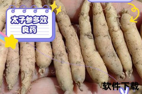 太子参副作用与禁忌解析:过敏_上火_凝血风险