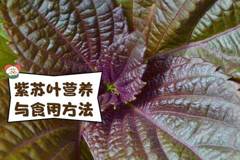 苏叶功效全解析：解表散寒_行气和胃及健康应用指南