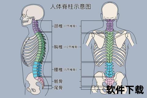 腰骶部位解析-具体位置_功能作用与常见问题说明