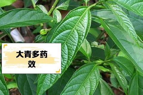 复方大青叶_清热解毒与感冒治疗的双重机制