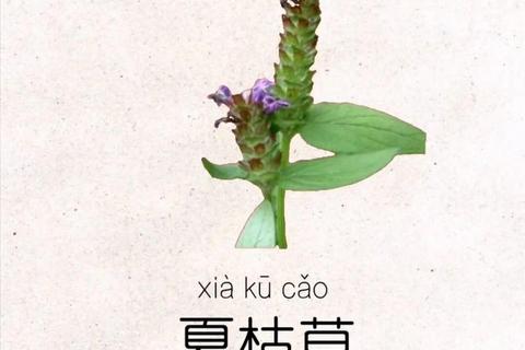 夏枯草功效与作用：清热解毒_降血压_护肝明目详解