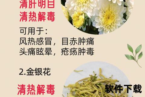 清热解毒与健康守护_金银花的多元功效及现代应用解析