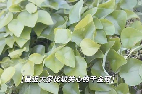 妇科千金藤：传统中药在女性健康中的现代应用探索