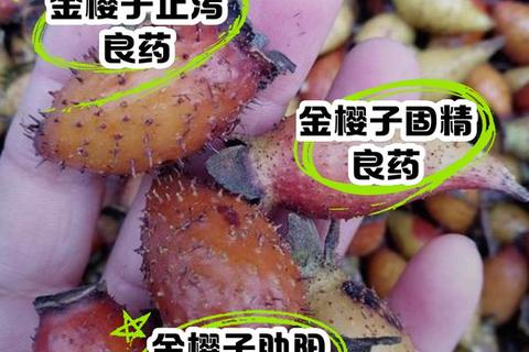金樱子功效与作用解析：补肾涩肠_抗氧化_增强免疫力