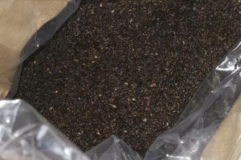盐车前子功效与作用解析：药用价值及临床应用指南