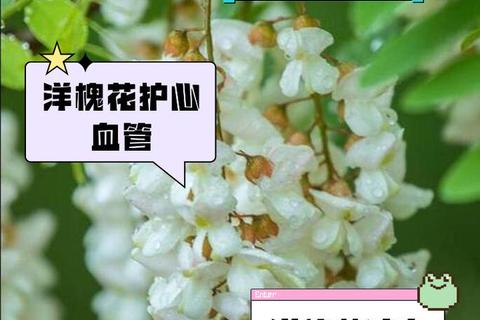 槐花功效与作用全解析：药用价值_健康益处及食用指南