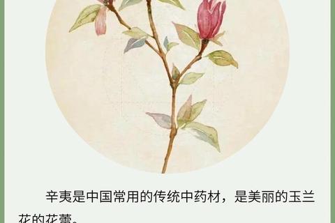 辛夷通鼻窍散风寒_抗炎抗敏治鼻炎头痛的天然良方