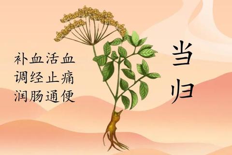当归的功效与作用详解：补血活血调经止痛等保健价值解析