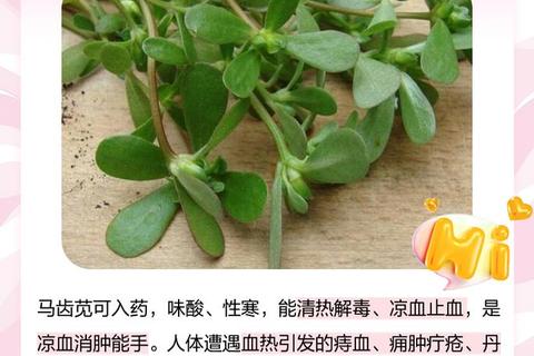 马齿苋功效全解析：清热解毒_抗氧化与天然抗菌作用探秘