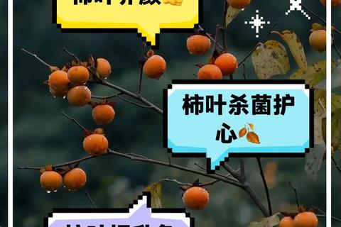 柿子叶的天然保健功效解析_美容养生与药用价值全揭秘