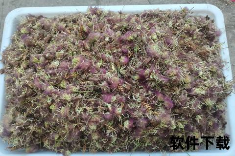 鞭蓉叶功效探析：药用价值_保健作用及现代应用研究