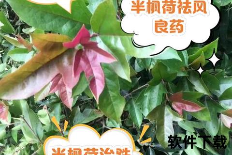 半枫荷：祛风湿活血止痛的天然药用功效解析