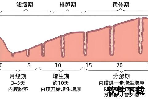 子宫内膜增生：雌激素失衡引发的内膜异常增殖及分型解析