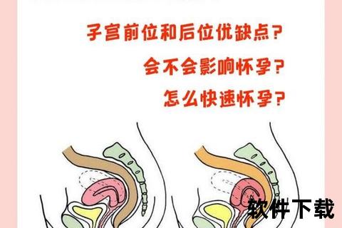 后位子宫解析：定义、症状及对受孕的影响