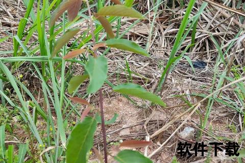 铁包金功效与作用详解:清热解毒_消肿止痛及跌打损伤良药