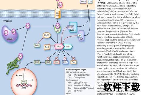 霉菌感染与月经失调关联探析——致病机制及防治策略