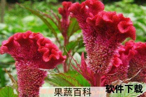 鸡冠花调理妇科病的食用指南与禁忌解析