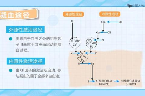 妇科止血灵_快速止血机制与妇科出血症状临床应用研究