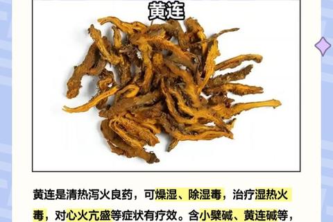 黄连素功效与作用解析_天然抗菌剂的多重健康益处