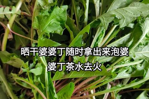 婆婆丁的七大功效解析：清热解毒_利尿消肿_抗菌消炎
