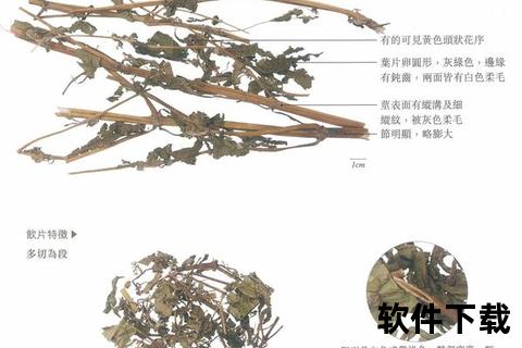 祛风湿解毒降血压-豨莶草的多效药理与临床应用