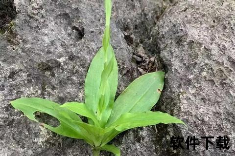 双肾草功效与作用解析：补肾壮阳_改善健康的天然草药