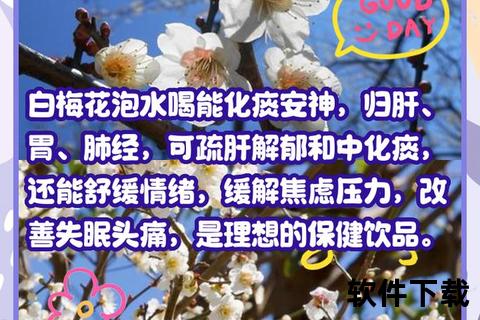 白梅花：疏肝解郁与美容养颜的养生瑰宝