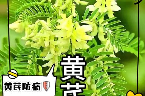 黄芪功效与作用全解析：补气固表_增强免疫_养生应用指南