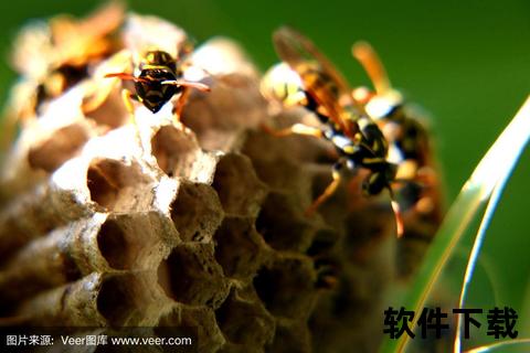 黄蜂栖息地揭秘：常见分布区域与活动范围指南