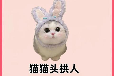 猫为什么头槌-解析猫咪头部撞击行为的情感表达与习性成因