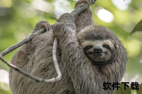 艾弗森的传奇代号：答案与三趾树懒背后的故事