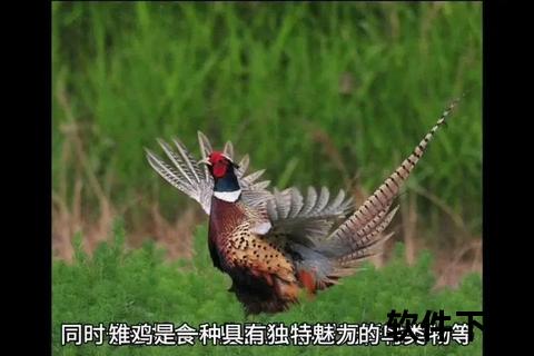 雉对栖息地选择与保护策略的生态启示