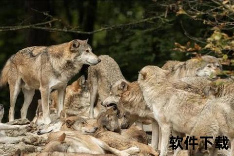 狼王直播视频_荒野震撼瞬间：狼群首领的生存法则全揭秘