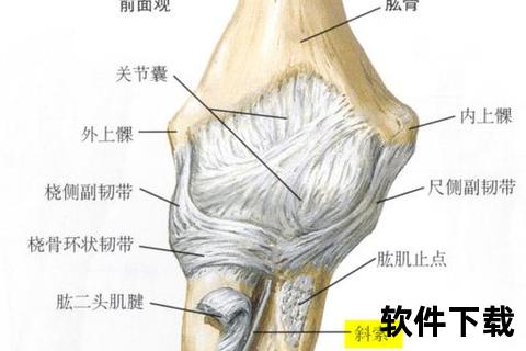 双肘位置解析:人体上肢关键关节的功能与结构 双肘位置解析:人体上肢关键关节的功能与结构