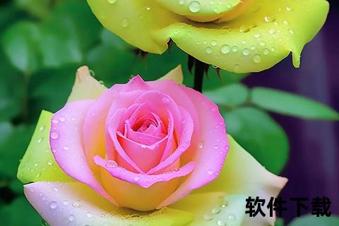 玫瑰花什么样的美_绽放姿态与色彩寓意深度解析