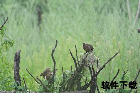 雉对栖息地选择与保护策略的生态启示