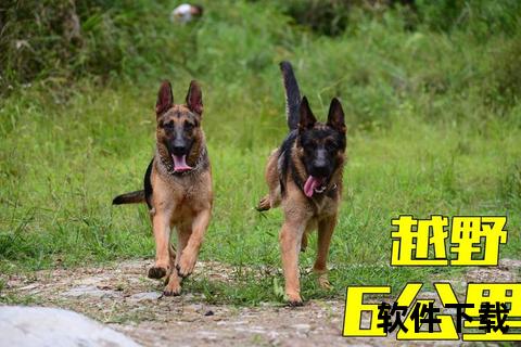 黑贝犬训练全攻略-科学方法与实战步骤详解