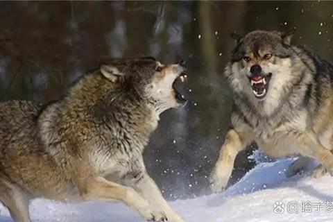 荒野咆哮_巨熊独斗群狼的生死鏖战