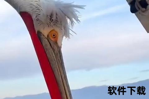 鹈鹕为什么拥有巨型喉囊？探秘其生存智慧与进化奥秘