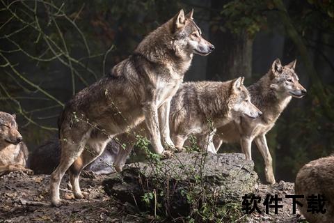 狼王直播视频_荒野震撼瞬间：狼群首领的生存法则全揭秘