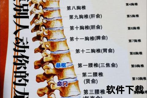 脊椎球位置揭秘-人体中轴核心支撑点解析与探索