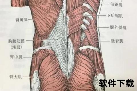 叉腰肌-人体核心力量枢纽与健康管理新视角