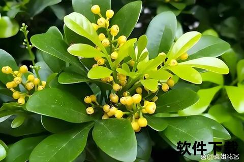 米兰施肥技巧详解:正确方法与季节养护要点 米兰施肥技巧详解:正确方法与季节养护要点