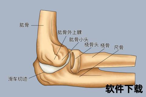双肘位置解析:人体上肢关键关节的功能与结构 双肘位置解析:人体上肢关键关节的功能与结构