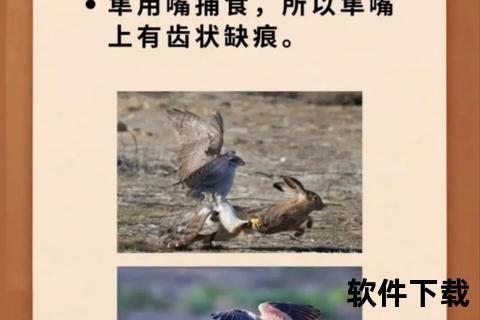 鹰隼补位之道：解析猛禽族群维系生态平衡的核心作用