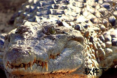 鳄鱼为何不攻击水豚-揭秘自然界捕食者的选择性克制法则