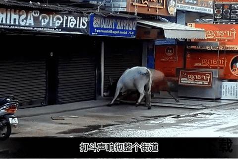 公牛打架原因解析：领地_配偶与地位之争