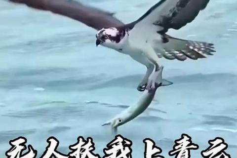 鹰与熊_力量对决与生存智慧-谁才是自然界真正赢家